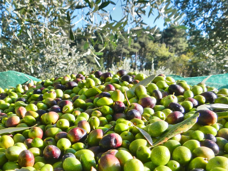 raccolta-delle-olive